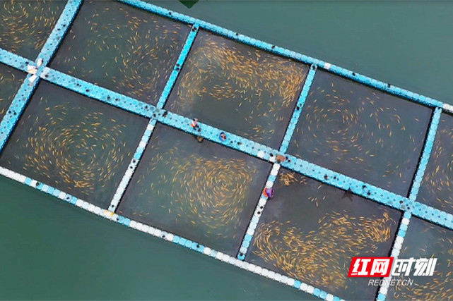 魚躍東江！郴州資興六千水產養殖戶有序復產，畜牧漁業飼料銷售同步回暖
